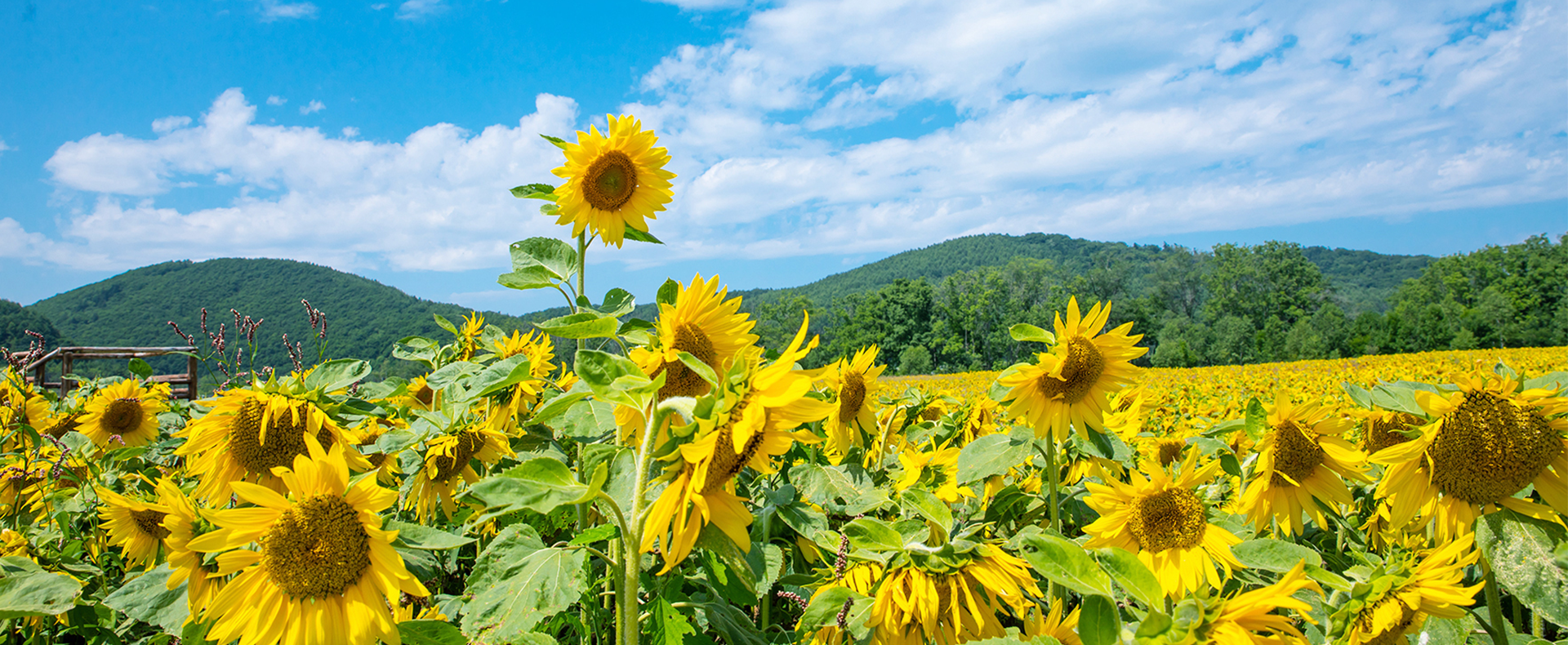优德88瓜子原料种植基地